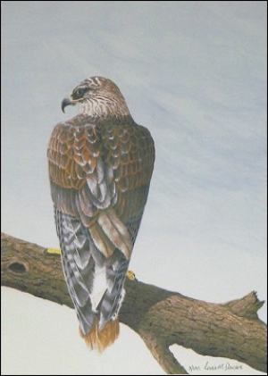 Keeping Watch - Ferruginous Hawk - click to enlarge