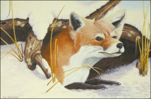 Has Spring Arrived - Fox - click to enlarge