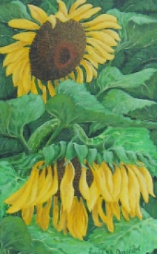 Sunflowers #3 - click to enlarge