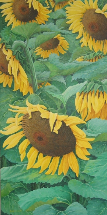 The Sunflower Patch - click to enlarge